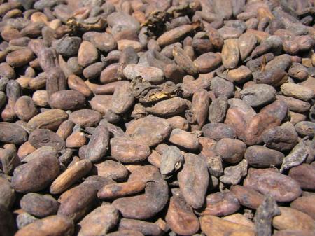 Les fèves de cacao
